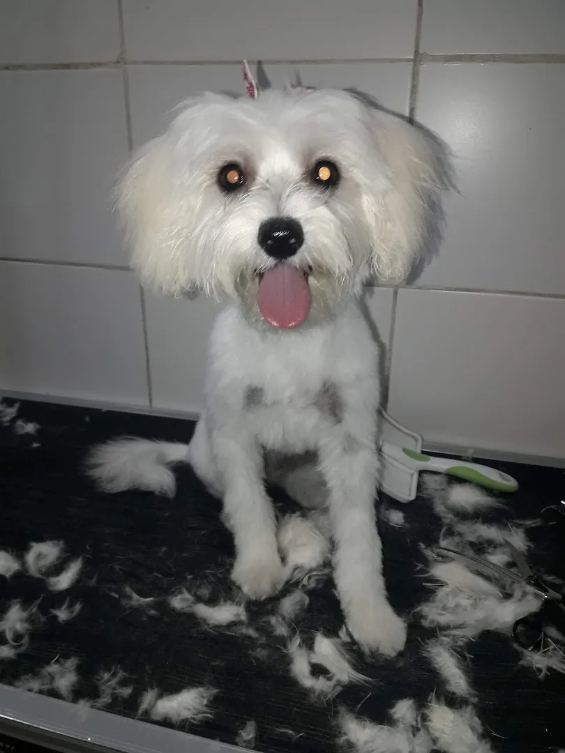 Un perro blanco recién bañado y cortado, sentado en la mesa de peluquería