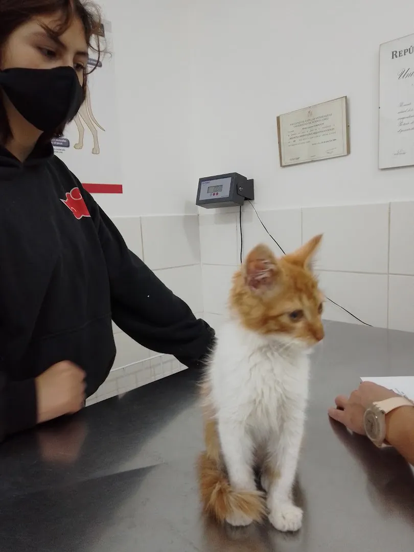 Una veterinaria con barbijo atiende a un gatito naranja en la camilla